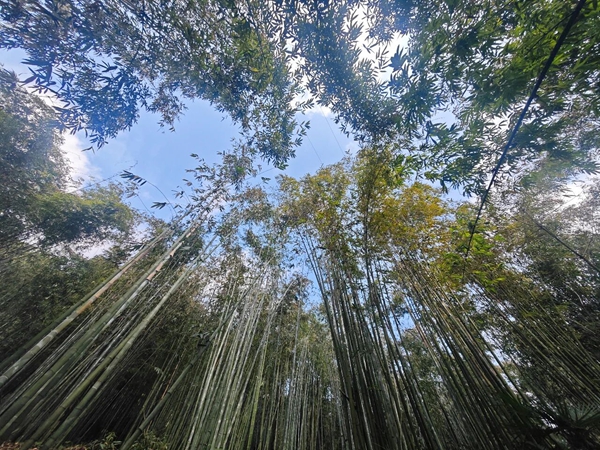 粵貴花開在遵義 | 1.74億，珠遵山海情深赴新程_fororder_寶源鄉竹林。