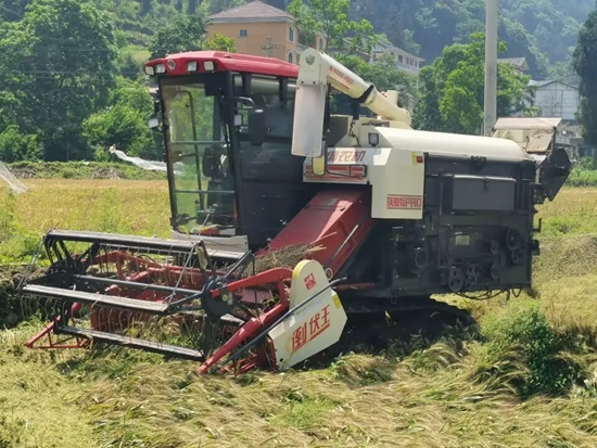 貴州正安縣：3000余畝小麥開鐮收割_fororder_640 (1)