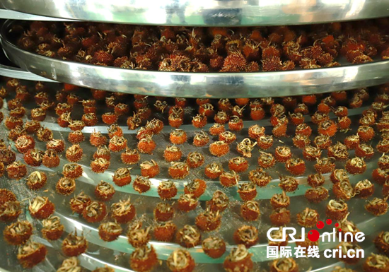 貴州盤州：以茶為媒繪就鄉村振興新畫卷_fororder_圖片3