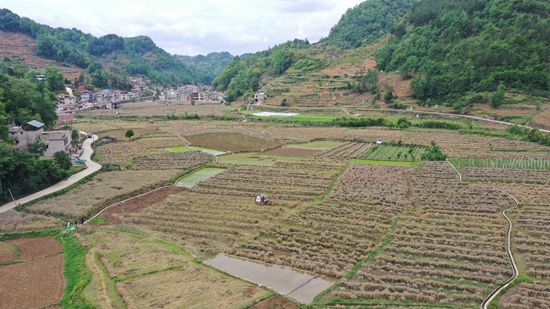 貴州長順：油菜花海繪就豐收盛景 科技與協作奏響農業強音_fororder_收割機分散田間收割油菜.JPG