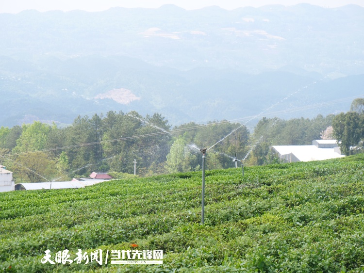 從茶園到茶杯！“數聚黔茶”賦能茶産業全環節