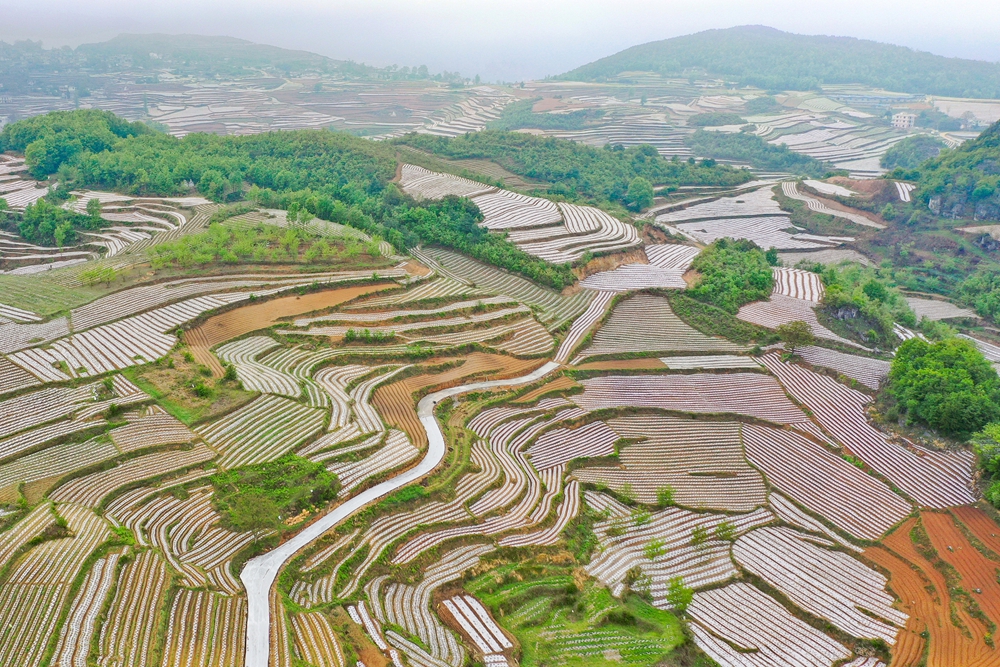 貴州威寧自治縣：農業産業編織“夏日田園畫”_fororder_威寧自治縣兔街鎮樂園村烤煙種植基地（陳逍 攝）