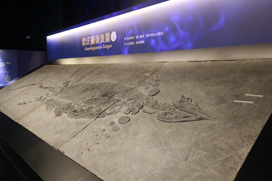 “古特提斯洋精靈”——中國三疊紀海洋爬行動物展覽在澳門科學館開展_fororder_2