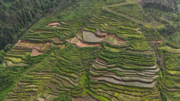 貴州六枝特區：撂荒地變“聚寶盆” 水苔種植鋪就生態致富路