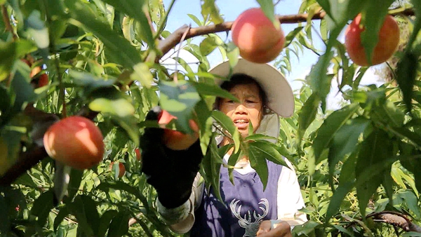 貴州平塘：夏日甜蜜“新寵”脆紅桃走俏市場_fororder_工人正在忙碌的採摘桃子