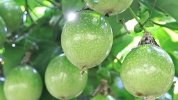 “小燈籠”照亮“錢袋子” 貴州獨山玉丙村百香果豐收“果香”撲滿村