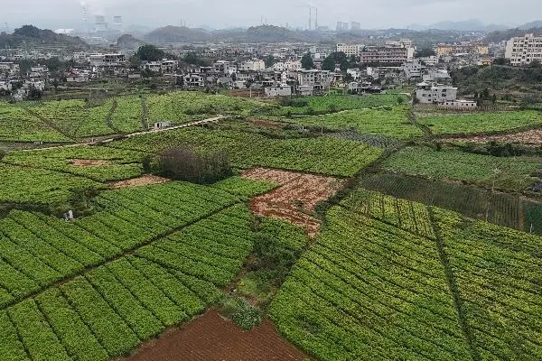 貴州六枝特區木崗鎮7500畝黃姜喜獲豐收_fororder_1