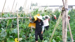 畝産22000斤 貴州獨山縣陽地村黑皮冬瓜豐收