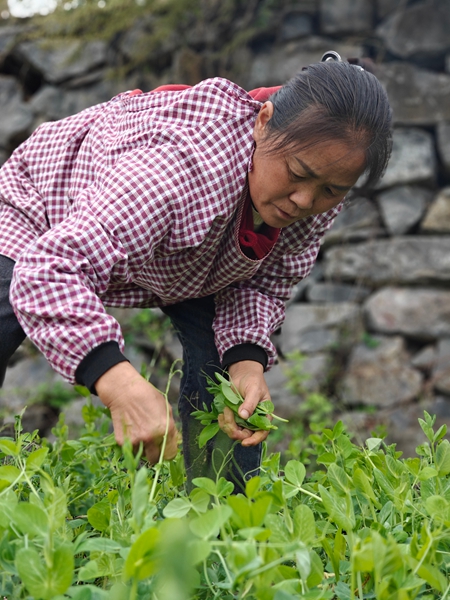 貴州仁懷：30萬畝冬閒田不閒 “高粱+”輪作土地生金_fororder_村民們忙著採摘豌豆尖