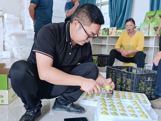 貴州仁懷火石鎮蜂糖李喜獲豐收  線上線下銷售火熱_fororder_測量器篩選蜂糖李