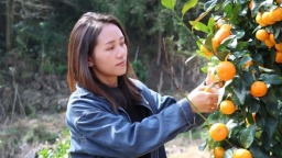貴州省獨山縣壩望村：金秋砂糖橘搶“鮮”上市 “金果果”鋪就甜蜜致富路
