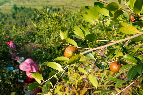 貴州天柱：以油茶産業驅動生態與經濟雙豐收_fororder_油茶果