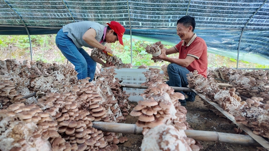 貴州仁懷：馬桑菌喜獲豐收 線上線下銷售忙_fororder_基地裏農戶們正忙著採摘、分揀馬桑菌 (2).JPG