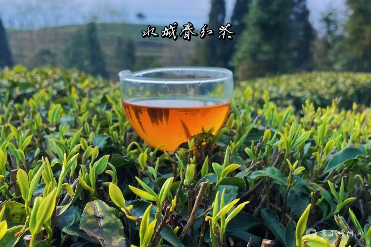 涼都有“禮”·茶語篇① |一葉“水城春”，一份涼都情