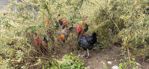 貴州正安：林下養殖蹚出生態致富新路子_fororder_1