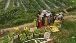 貴州羅甸：貴陽貴安5萬畝保供蔬菜陸續上市