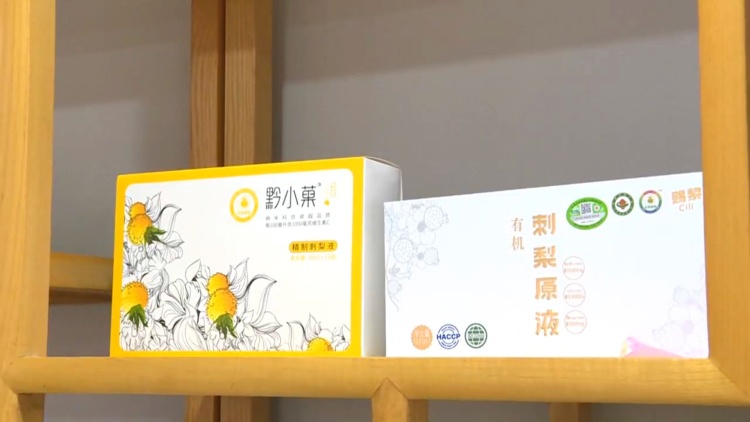 從荒山到“金”山！梭戛鄉刺梨豐收挂滿“金果果”