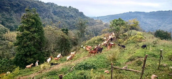 貴州正安：林下養殖蹚出生態致富新路子_fororder_2