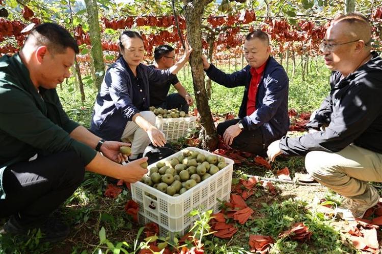 六盤水：一顆獼猴桃的逆襲之路