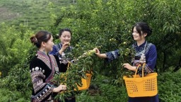 貴州羅甸：石縫生金果 第四屆蜂糖李節點亮夏日限定甜蜜
