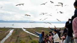 大批紅嘴鷗飛抵草海越冬