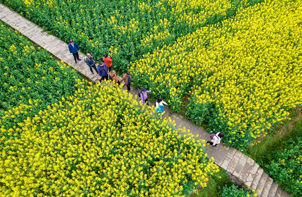 貴州黔西：春光無限好 賞花正當時_fororder_2025年3月15日，遊客在貴州省畢節市黔西市洪水鎮鄉村旅遊景區油菜花田裏觀賞油菜花（無人機照片）。DJI_0095.JPG