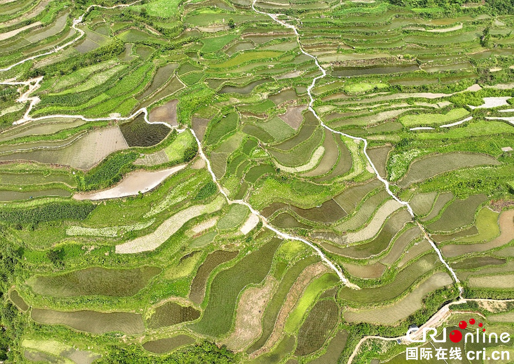 貴州凱里：藏在大山之間的營盤梯田_fororder_梯田