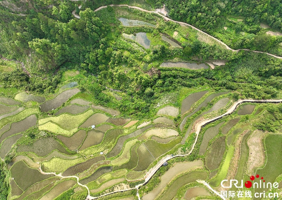 貴州凱里：藏在大山之間的營盤梯田_fororder_圖片4
