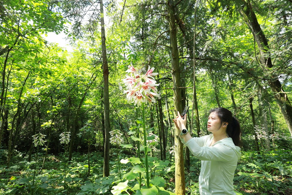 貴州劍河：40萬株野百合浪漫綻放 繪就夏日生態畫卷_fororder_5月20日在貴州省劍河縣南寨鎮岔路村烏皆溪林場拍攝的野百合花。楊家孟 攝 (2)
