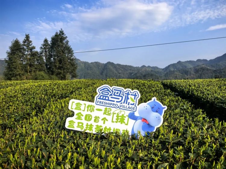 一季度出口近百噸！“梵凈抹茶”遠銷40余國和地區