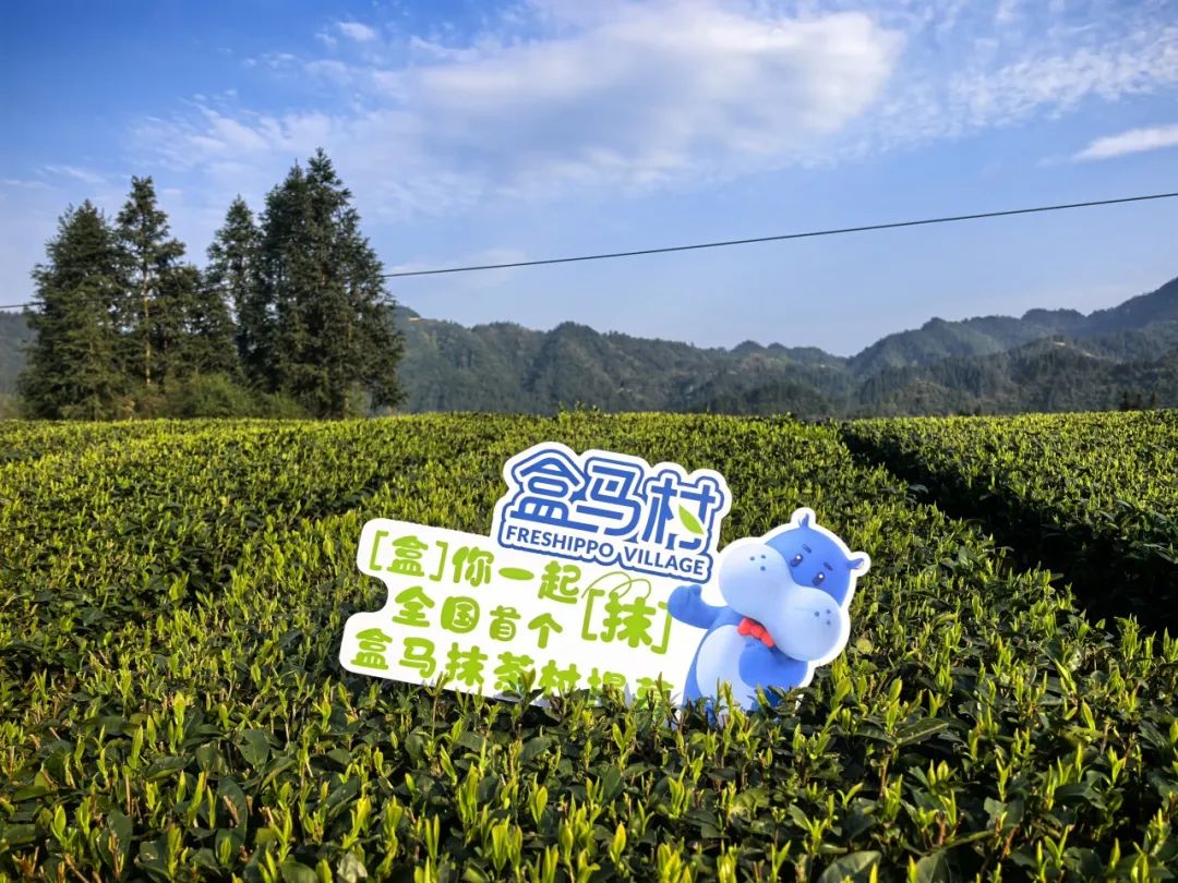 一季度出口近百噸！“梵凈抹茶”遠銷40余國和地區