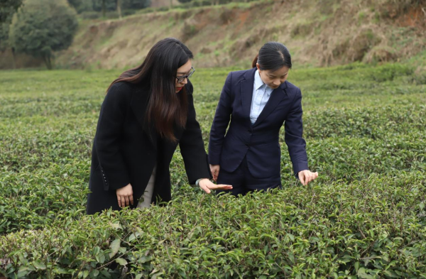 郵儲“綠”“貸”動茶山香_fororder_17434249254488