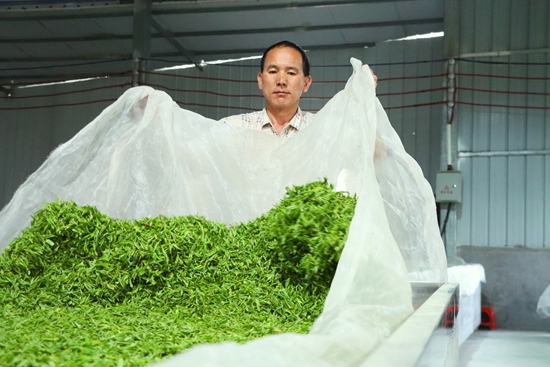 貴州獨山：茶産業助力鄉村振興_fororder_圖片8
