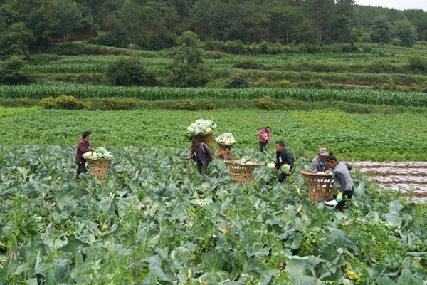 貴州威寧：以産業之優匯聚高品質發展之勢_fororder_640 (2)