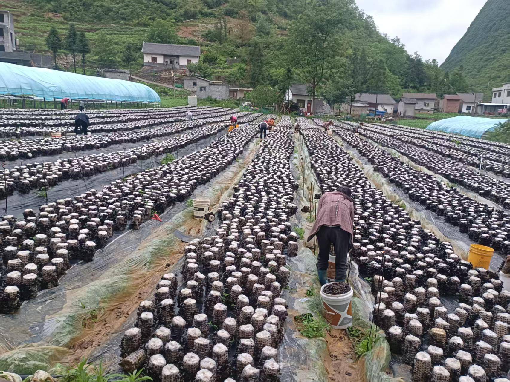 菌香滿鄉野·振興啟新程——畢節市七星關區野角鄉鄉村振興推進會舉行_fororder_c109_101659007161211