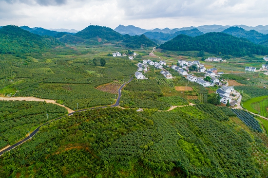 修文獼猴桃2025年開園活動即將開啟 全産業鏈佈局助力“黔貨出山”_fororder_修文谷堡獼猴桃基地3--曹經建攝影