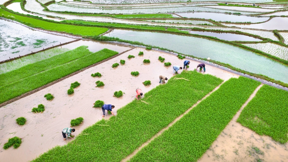 貴州黔西：小滿時節插秧忙_fororder_2025年5月21日，農民在貴州省黔西市錦星鎮洪湖村水稻秧田裏起秧（無人機照片）。DJI_0371.JPG