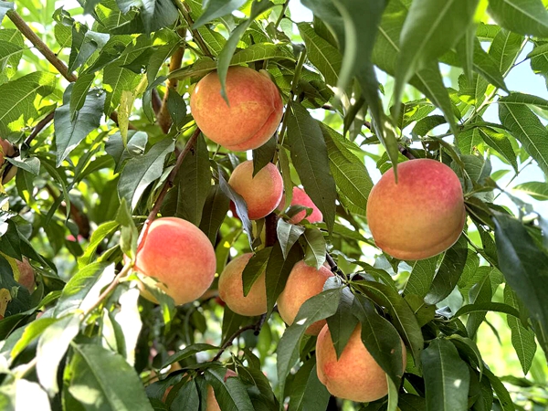 貴州平塘：夏日甜蜜“新寵”脆紅桃走俏市場_fororder_脆紅桃長勢喜人2