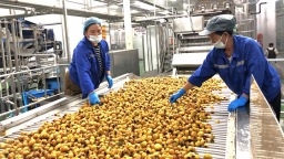 金果滿枝頭 豐收正當時——盤州刺梨收果季正式開啟