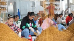 貴州天柱：4000余畝羊肚菌種植全面啟動 繪就鄉村振興新圖景