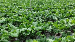 六盤水市水城區米籮鎮：發展特色産業經濟 激發鄉村振興活力