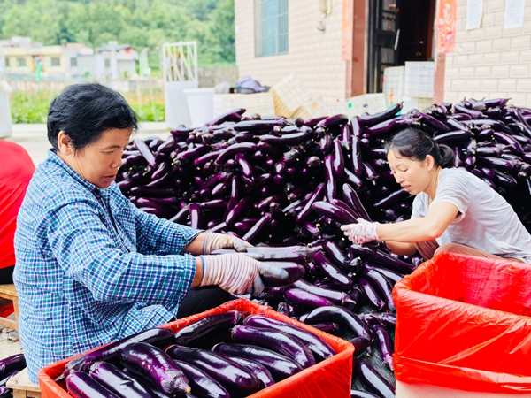 貴州荔波：100余畝茄子喜迎豐收_fororder_村民將採摘好的茄子打包裝箱