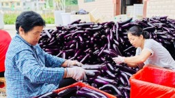 貴州荔波：100余畝茄子喜迎豐收