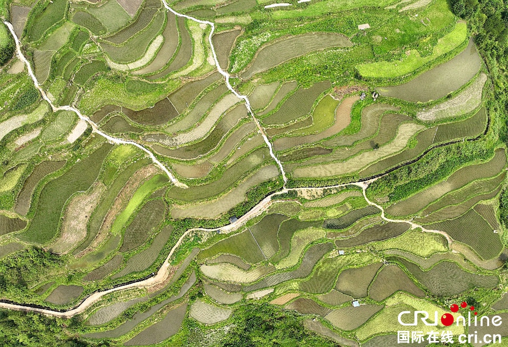 貴州凱里：藏在大山之間的營盤梯田_fororder_圖片3