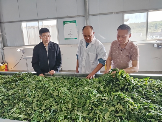 機械采收賦能都勻毛尖夏秋茶産量品質“雙提升”_fororder_4