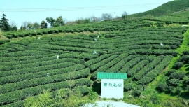 “雲端”飄茶香 探秘都勻毛尖的“綠色密碼”