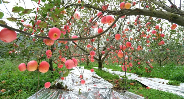 貴州長順：預計産值約9億元 3萬餘畝長順高鈣蘋果熱銷_fororder_1