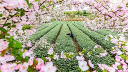 貴州一季度農業“成績單”亮眼 特色産業繪就鄉村振興新圖景