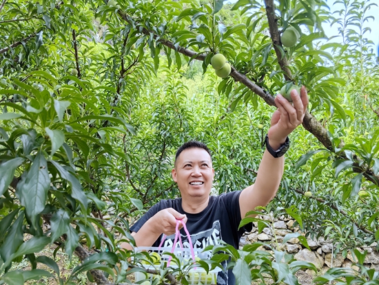 貴州仁懷火石鎮蜂糖李喜獲豐收  線上線下銷售火熱_fororder_遊客正在採摘蜂糖李