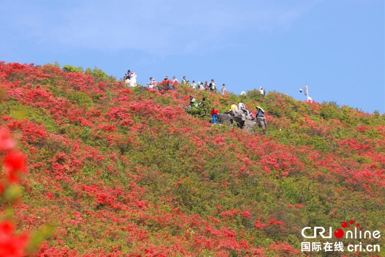 貴州丹寨：萬畝杜鵑花海引客來_fororder_圖片4